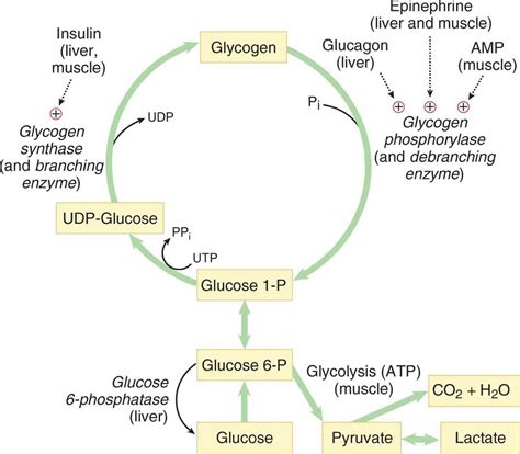 Glycogenesis & Glycogenolysis .